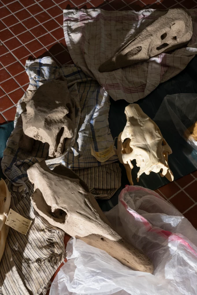 Nora Mertes, teaching, Tierschädel