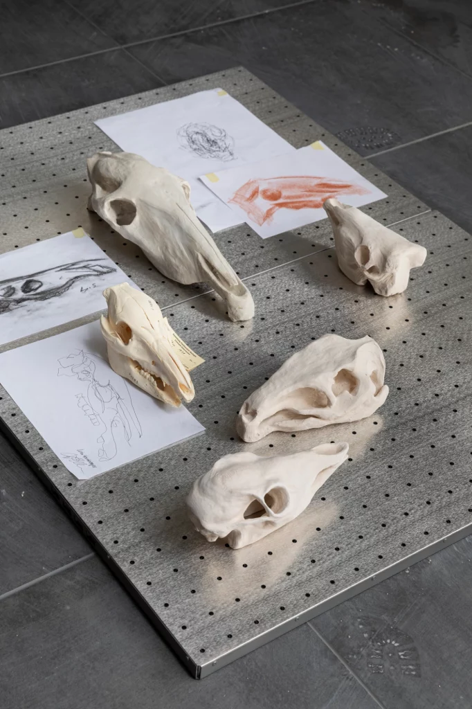 Nora Mertes, teaching, Tierschädel