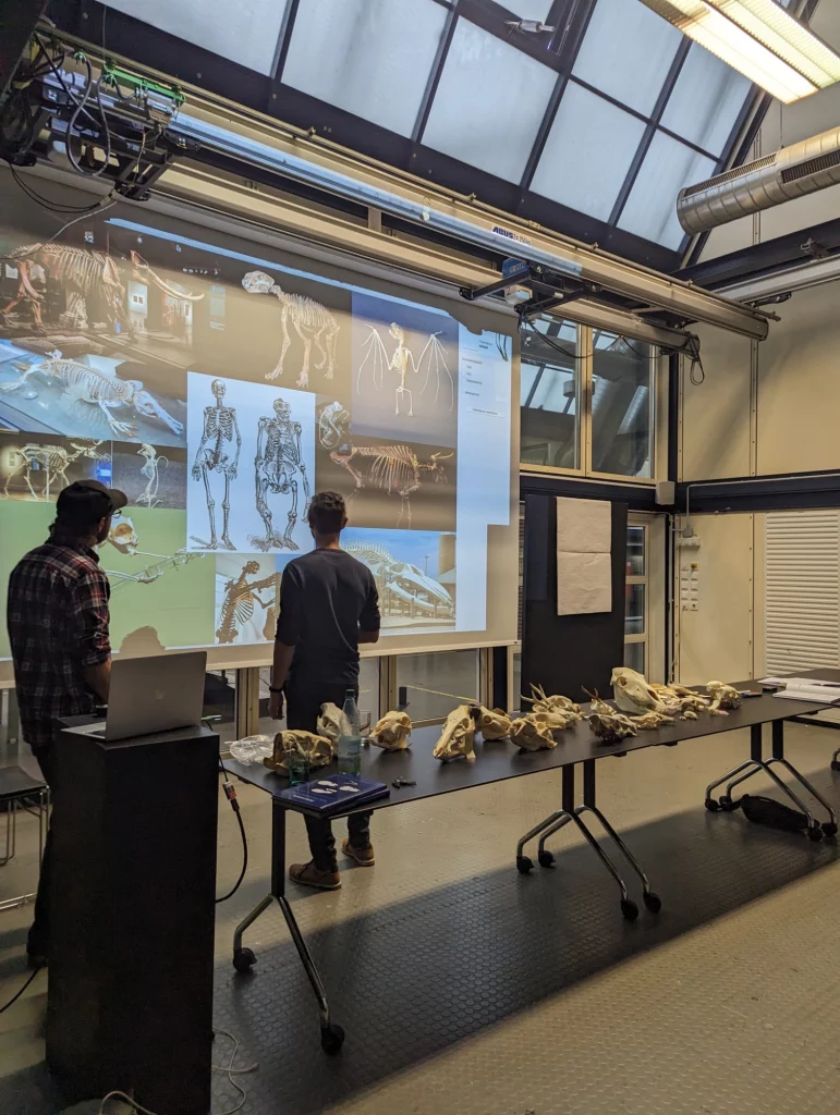 Nora Mertes, teaching, Tierschädel